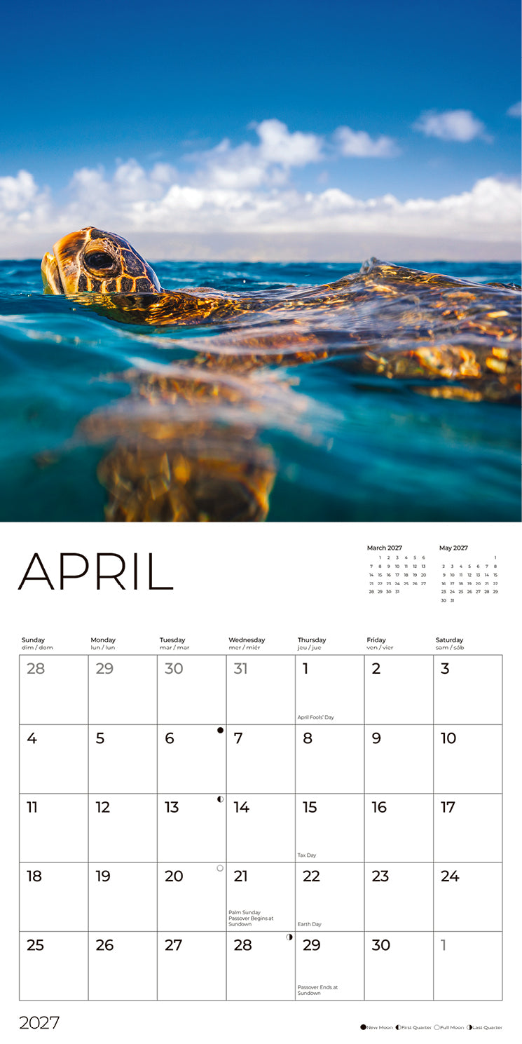 '27 Wall Calendar - Sea Turtles