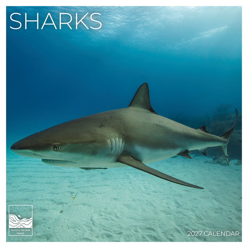 '27 Wall Calendar - Sharks