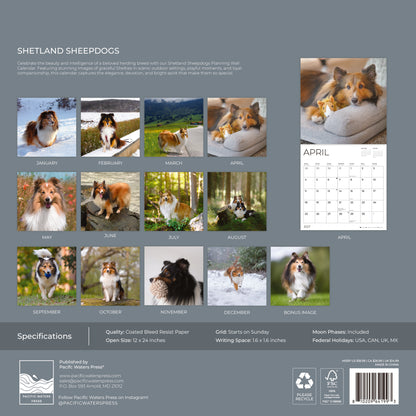 '27 Wall Calendar - Shetland Sheepdogs