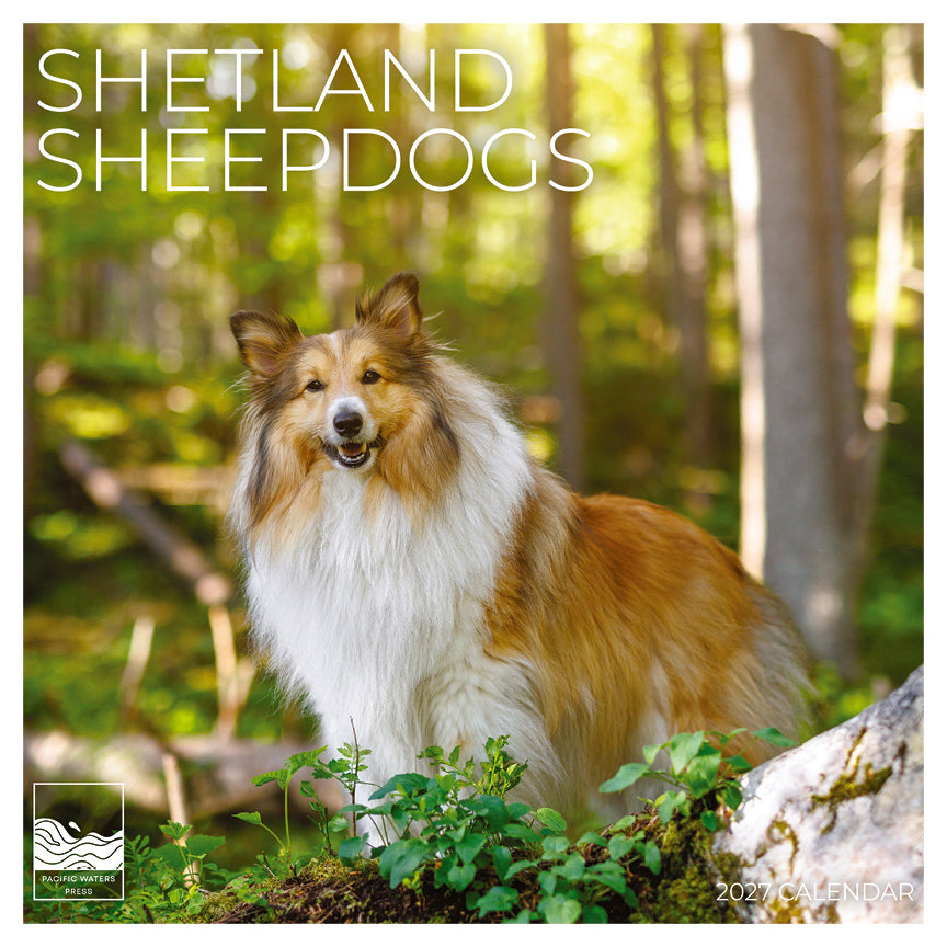 '27 Wall Calendar - Shetland Sheepdogs