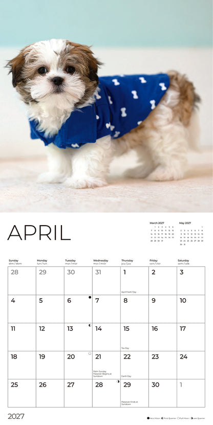 '27 Wall Calendar - Shih Tzu Puppies