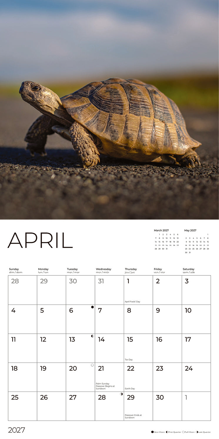 '27 Wall Calendar - Turtles