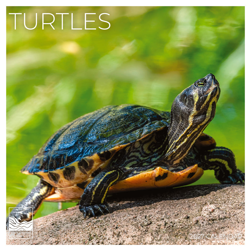 '27 Wall Calendar - Turtles