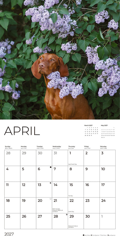 '27 Wall Calendar - Vizslas