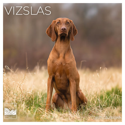 '27 Wall Calendar - Vizslas