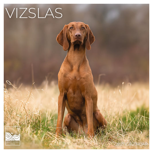 '27 Wall Calendar - Vizslas