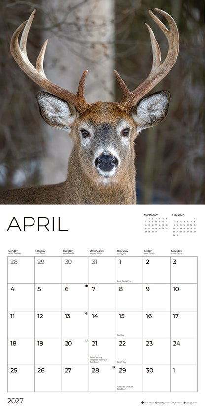 '27 Wall Calendar - Whitetail Deer