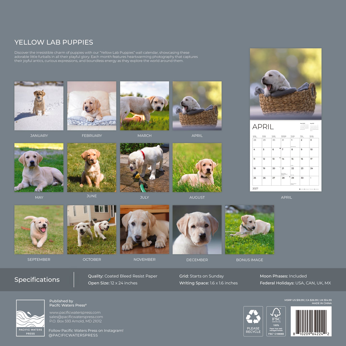 '27 Wall Calendar - Puppy Yellow Lab