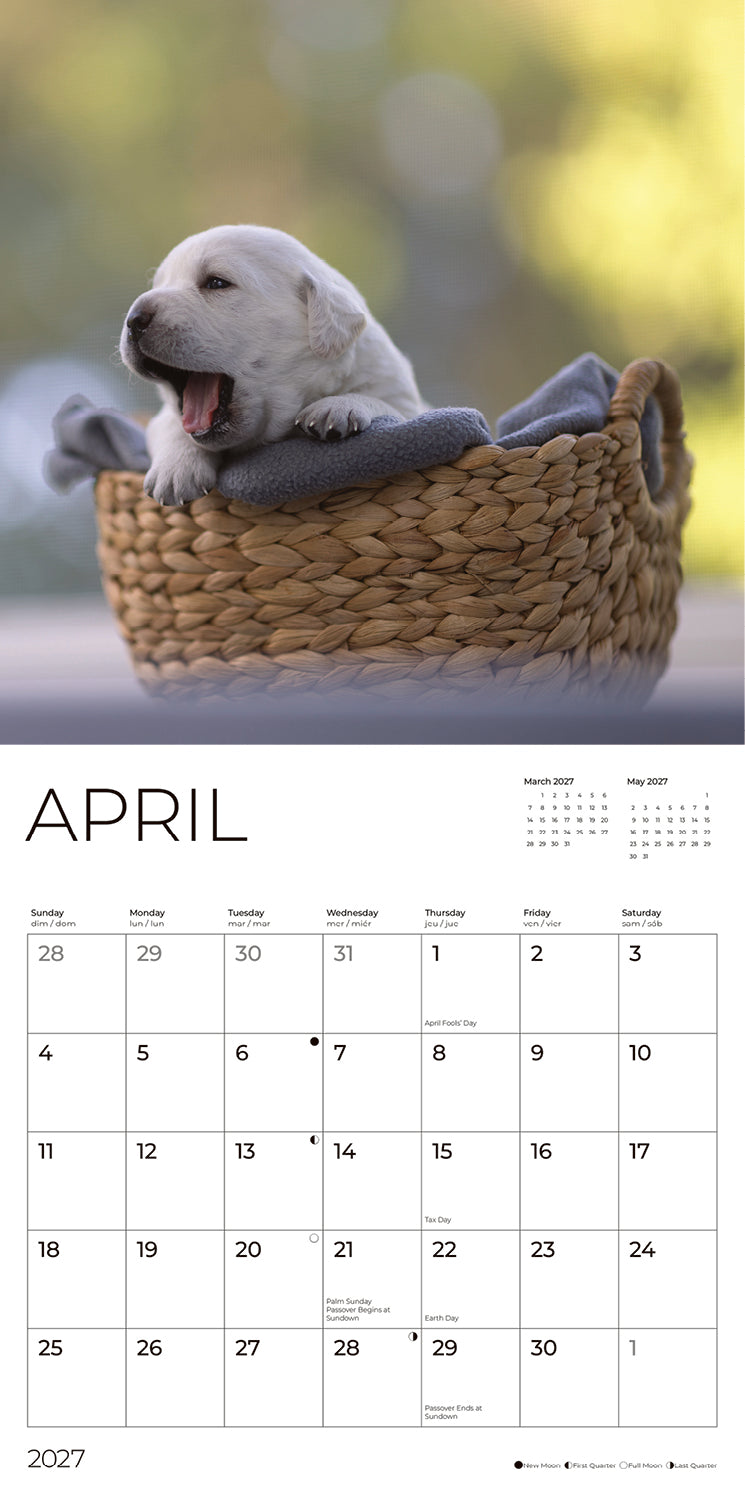 '27 Wall Calendar - Puppy Yellow Lab