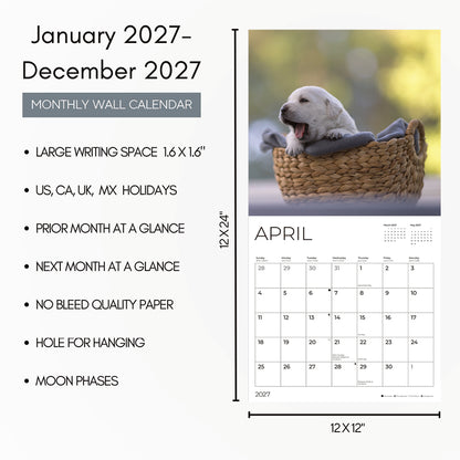 '27 Wall Calendar - Puppy Yellow Lab