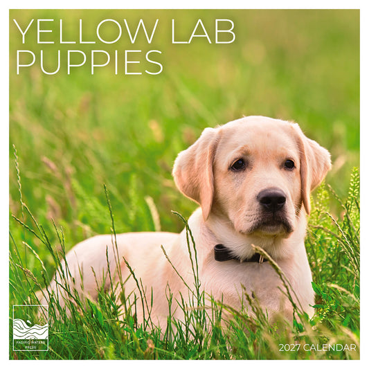 '27 Wall Calendar - Puppy Yellow Lab