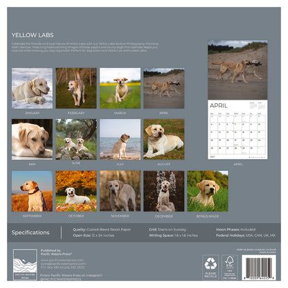 '27 Wall Calendar - Yellow Labs