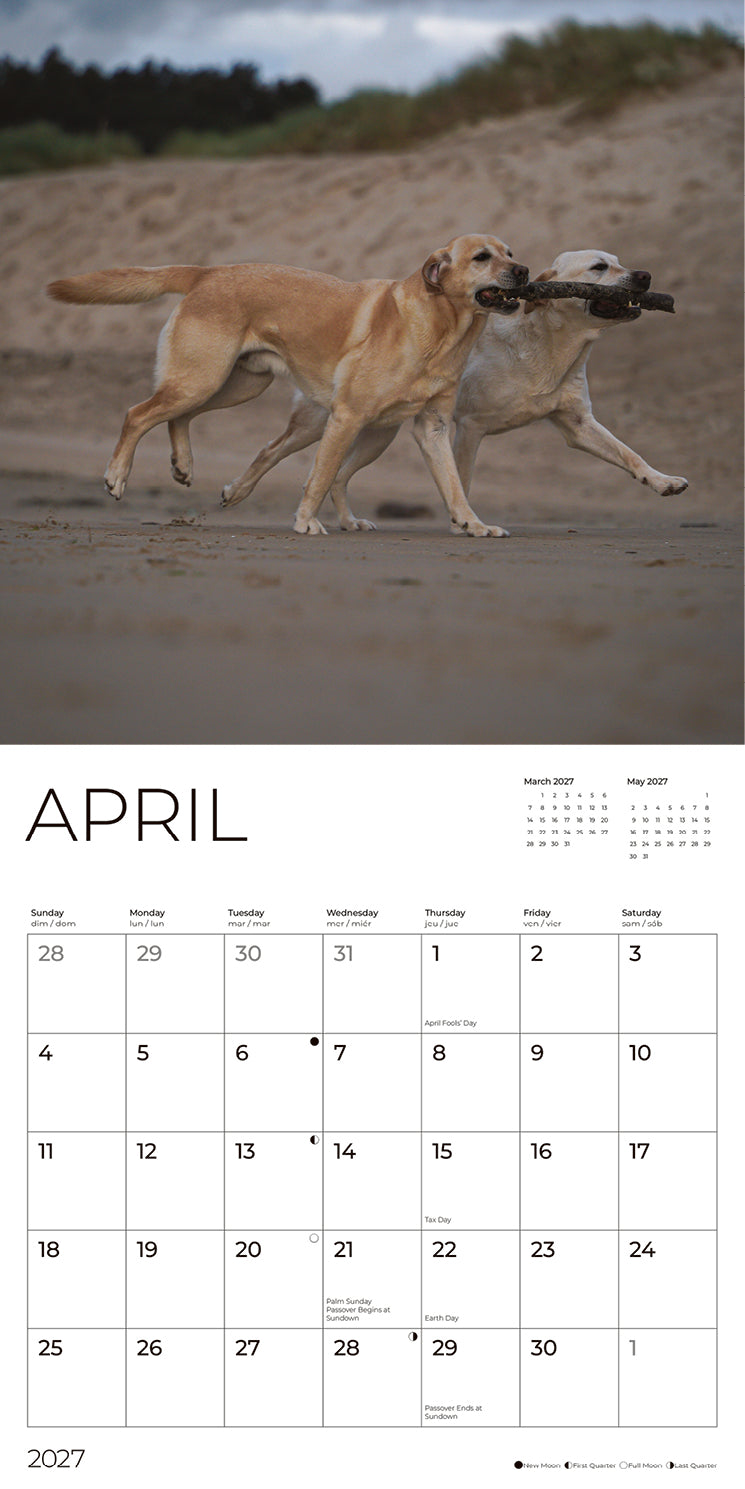 '27 Wall Calendar - Yellow Labs