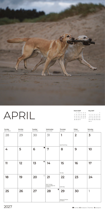 '27 Wall Calendar - Yellow Labs