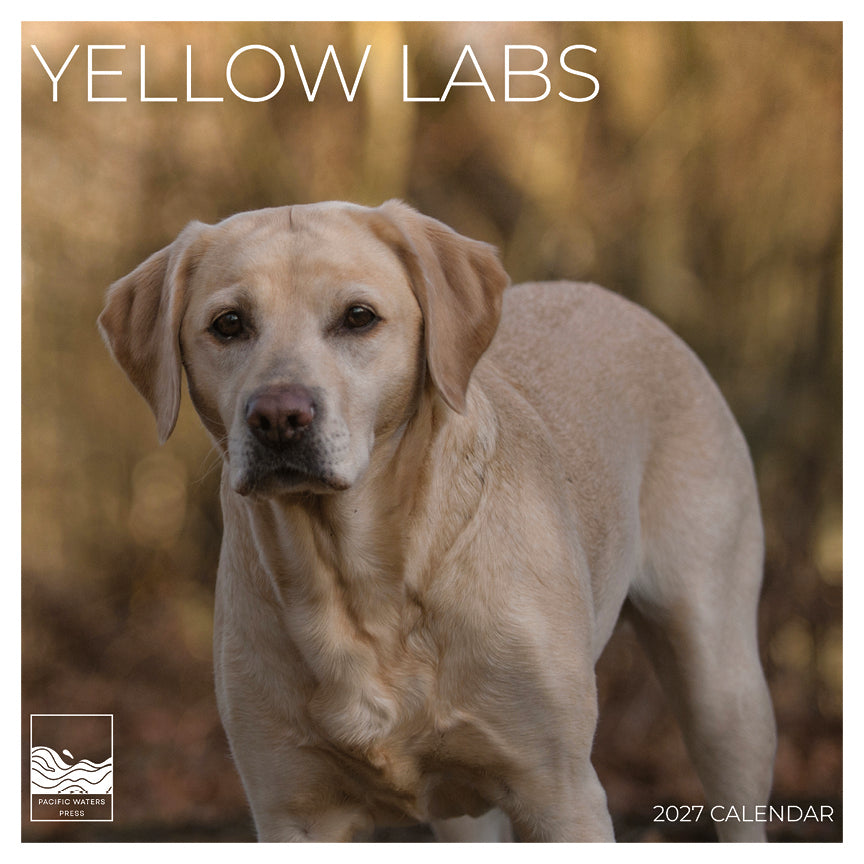 '27 Wall Calendar - Yellow Labs