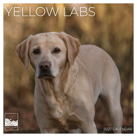 '27 Wall Calendar - Yellow Labs