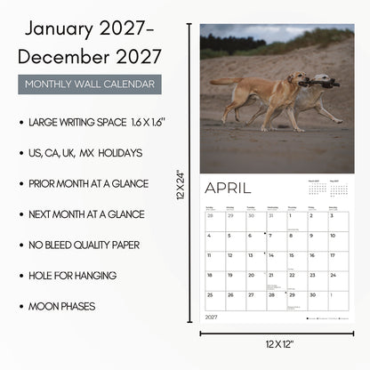 '27 Wall Calendar - Yellow Labs