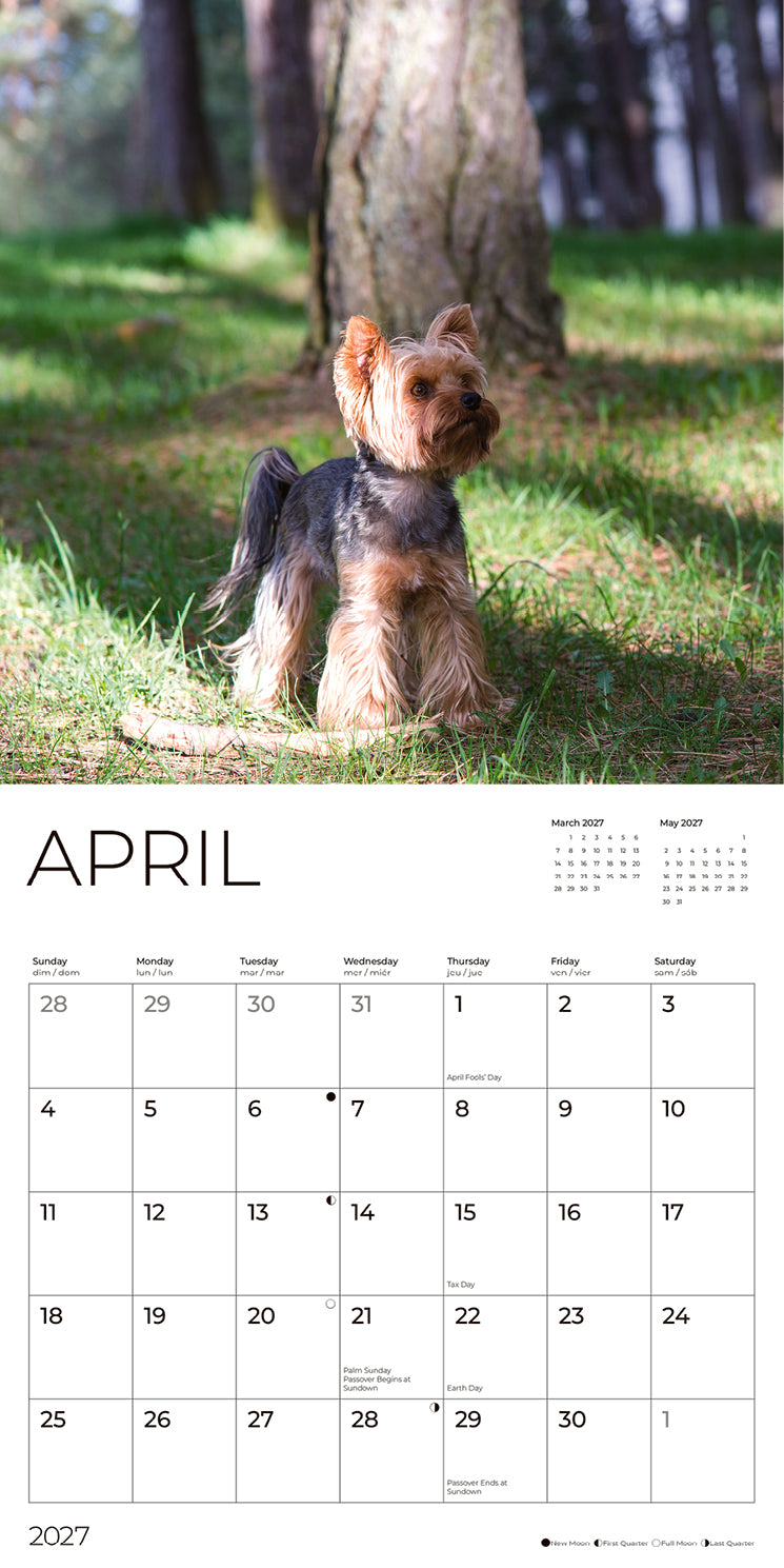 '27 Wall Calendar - Yorkshire Terriers