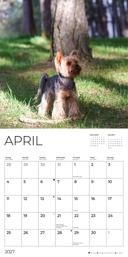 '27 Wall Calendar - Yorkshire Terriers