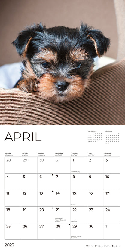'27 Wall Calendar - Puppy Yorkshire Terrier