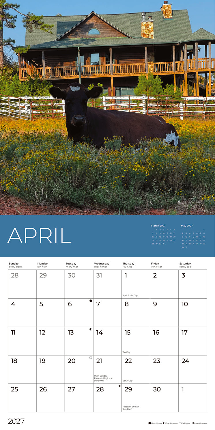 PFC: '27 Wall Calendars - Rescue Cows - Gives Back!