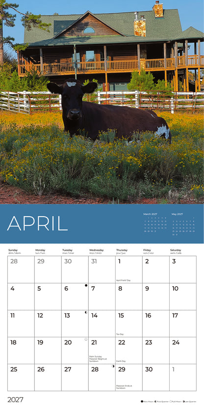 PFC: '27 Wall Calendars - Rescue Cows - Gives Back!
