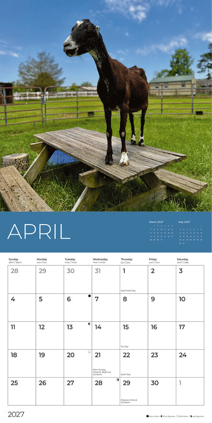 PFC: '27 Wall Calendars - Rescue Goats - Gives Back!