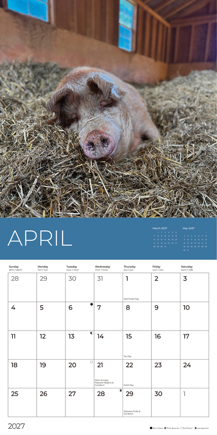 PFC: '27 Wall Calendars - Rescue Pigs - Gives Back!