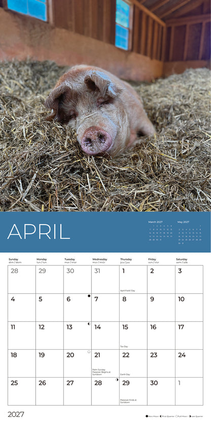 PFC: '27 Wall Calendars - Rescue Pigs - Gives Back!