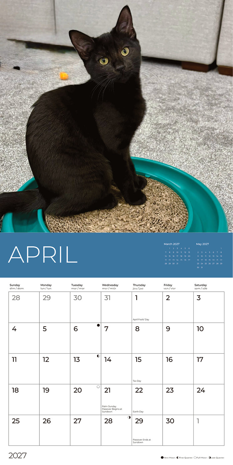 PFC: '27 Wall Calendars - Rescue Kittens - Gives Back!