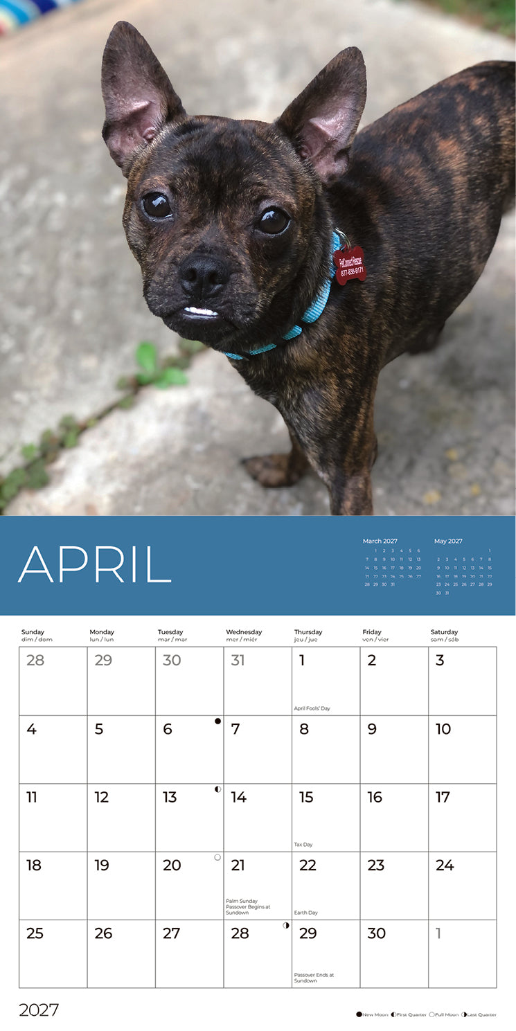 PFC: '27 Wall Calendars - Rescue Puppies - Gives Back!