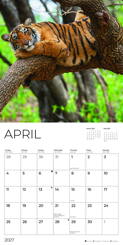 '27 Wall Calendar - Big Cats