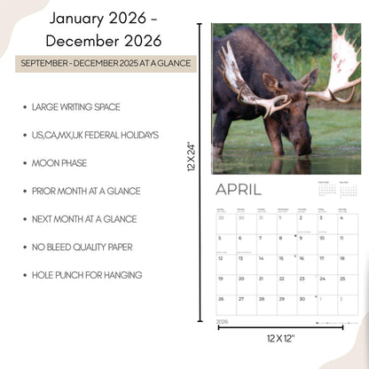 '26 Wall Calendar - Baby Animals
