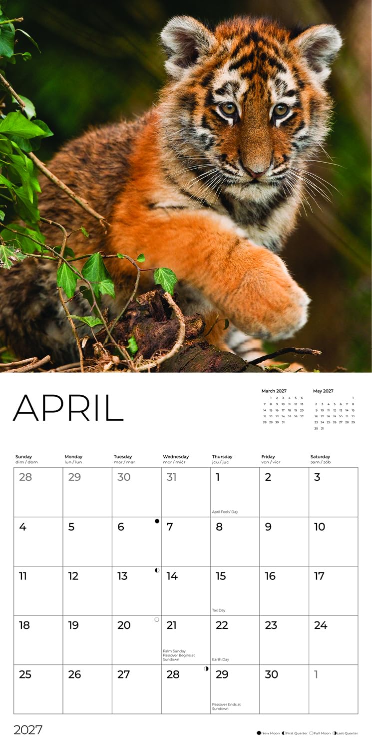 '27 Wall Calendar - Baby Big Cats