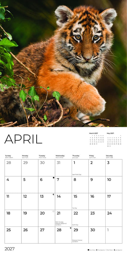 '27 Wall Calendar - Baby Big Cats