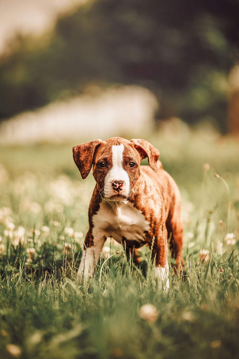 Dogs & Puppies
