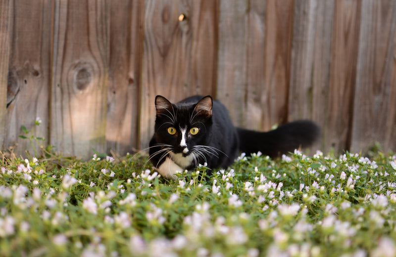 Cats & Kittens