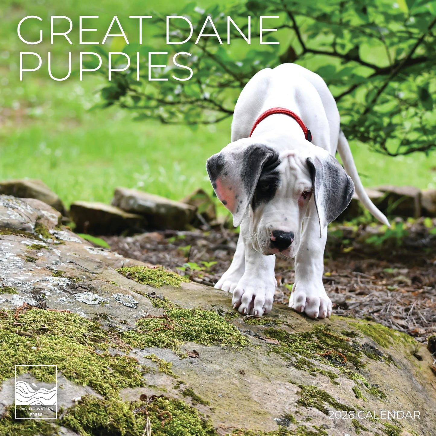 '26 Wall Calendar - Dogs