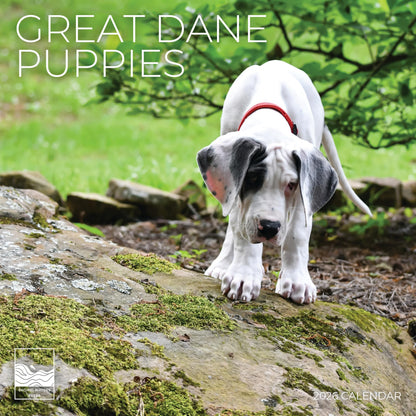'26 Wall Calendar - Dogs