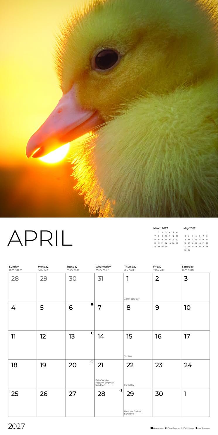 '27 Wall Calendar - Baby Ducks
