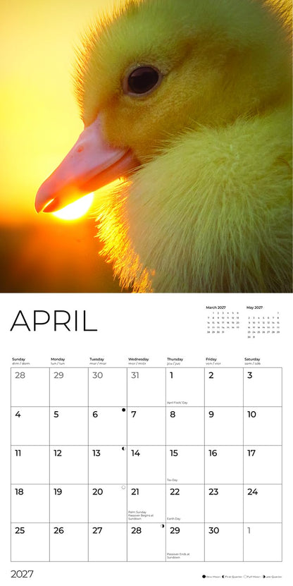 '27 Wall Calendar - Baby Ducks