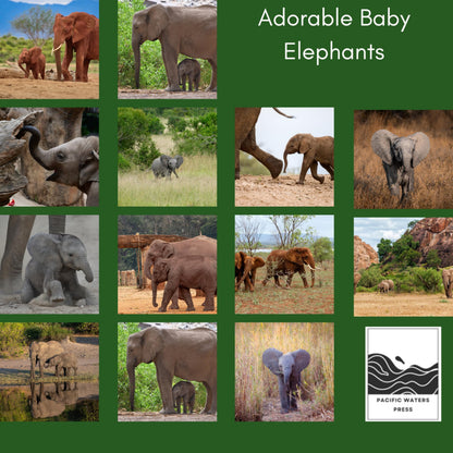 '26 Wall Calendar - Baby Animals