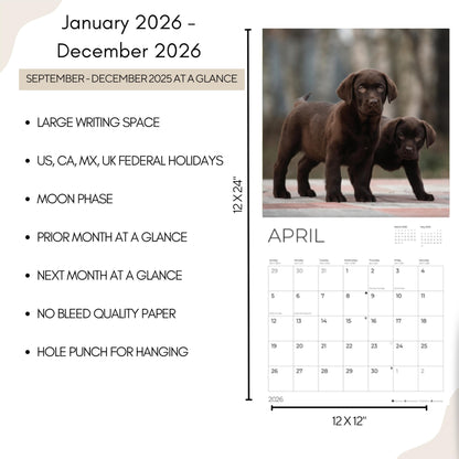 '26 Wall Calendar - Dogs