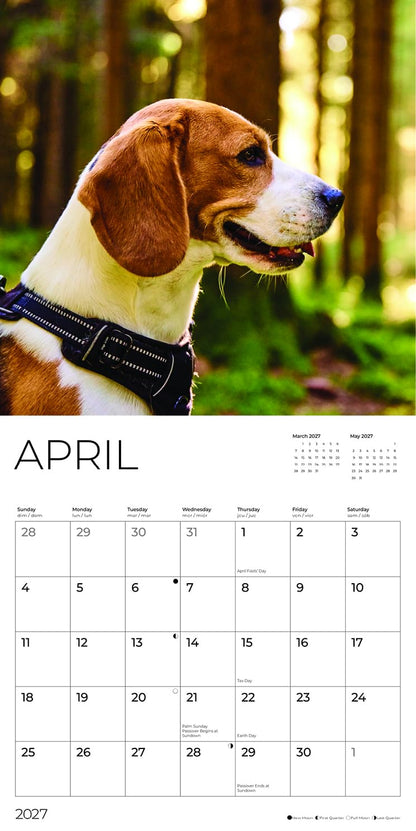 '27 Wall Calendar - Beagles