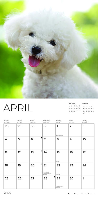 '27 Wall Calendar - Bichon Frise