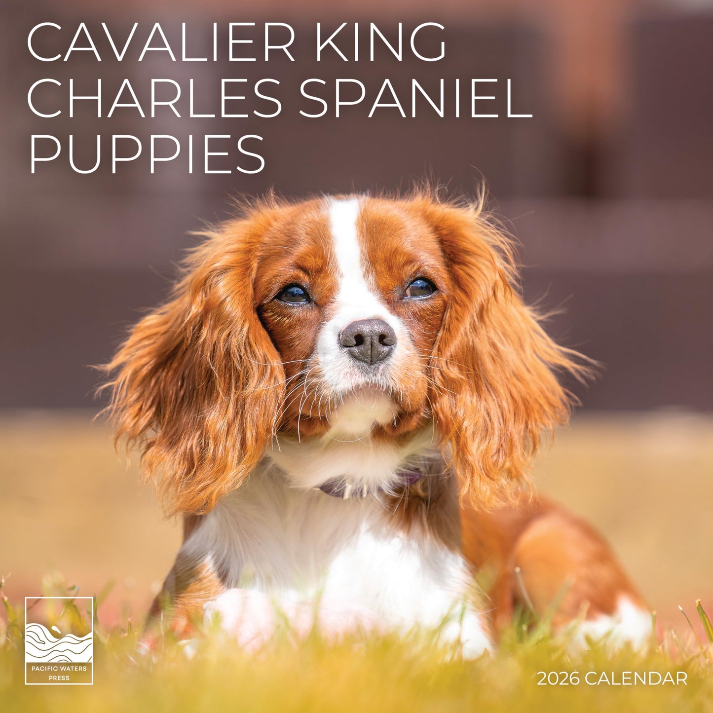 '26 Wall Calendar - Dogs