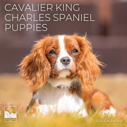 '26 Wall Calendar - Dogs