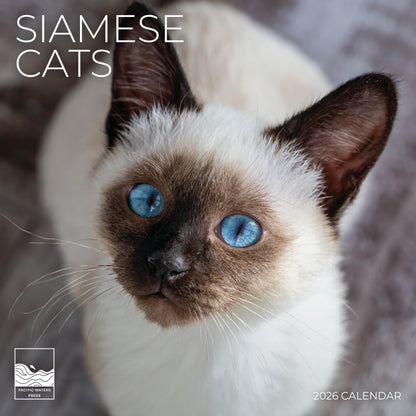'26 Wall Calendar - Cats & Kittens