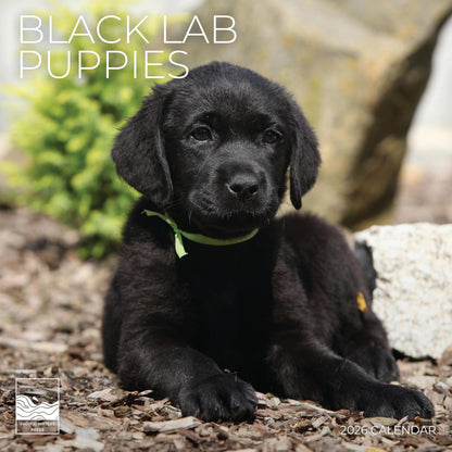 '26 Wall Calendar - Dogs