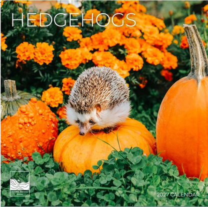 '27 Wall Calendar - Hedgehogs